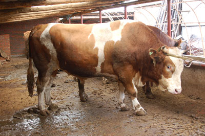 ЇţBֳSţƷN|Tţĸţţ