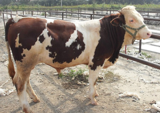 ţЈWЇSţƷN|TţBֳg