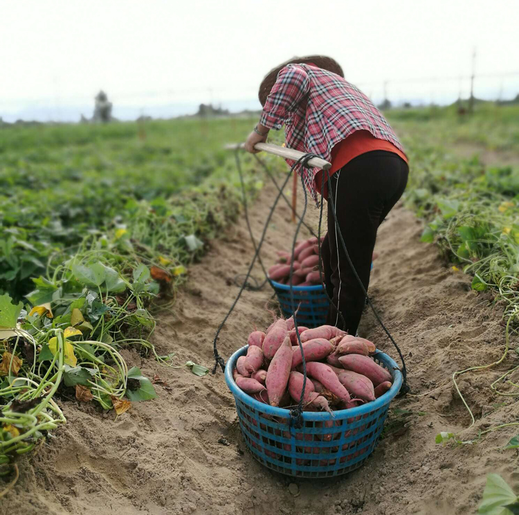 ͨSƤK8̖tۃr ӉSƤK8̖t