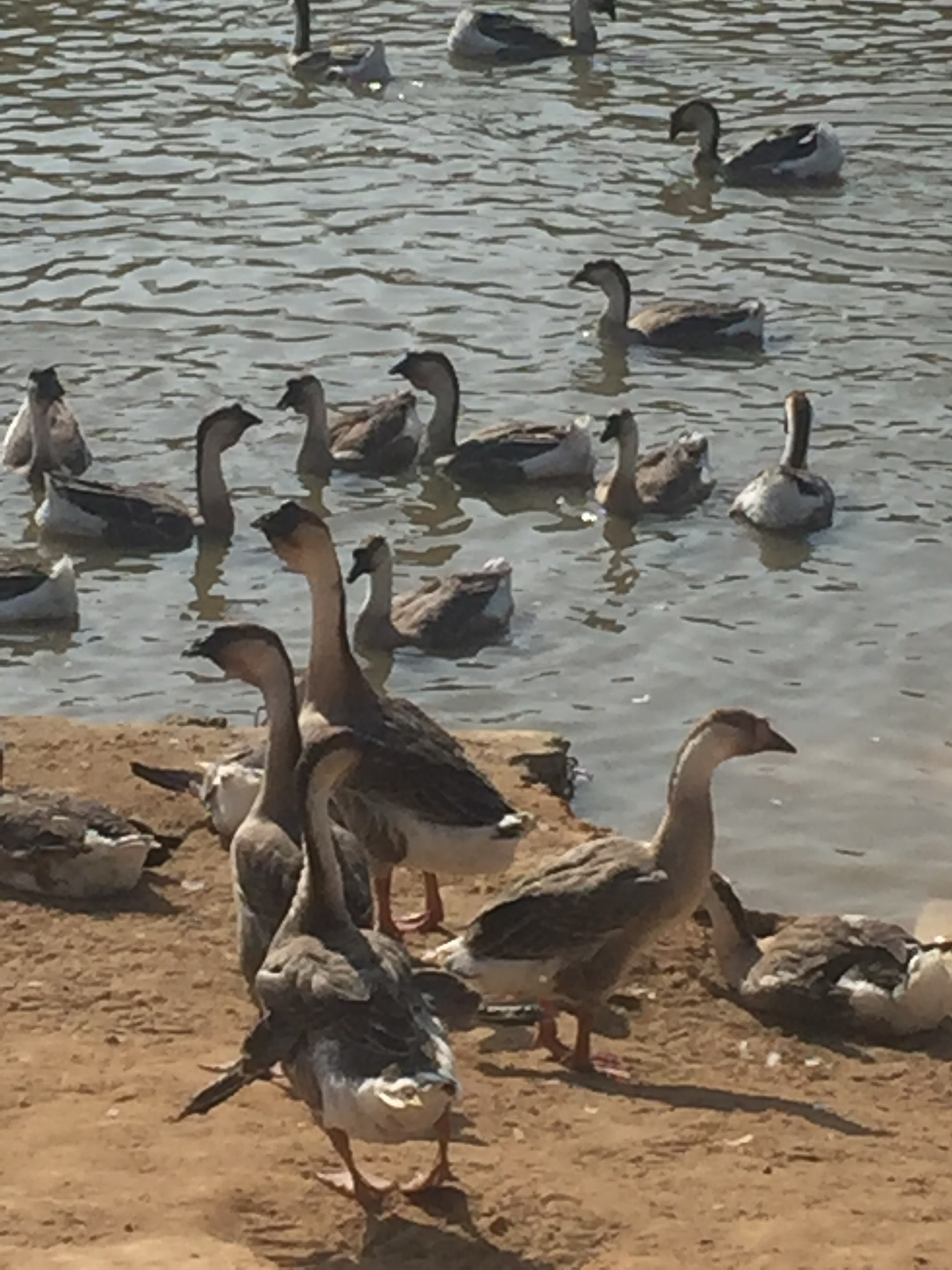 V|ꖽsZ V|ꖽsZ RsZ sZ