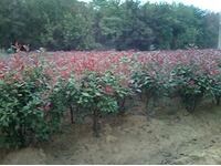 t~ʯľ/~辰/lؔ\@־G޹˾