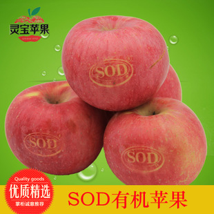 `tʿOarˮֱO؃rlԮaNˮЙC