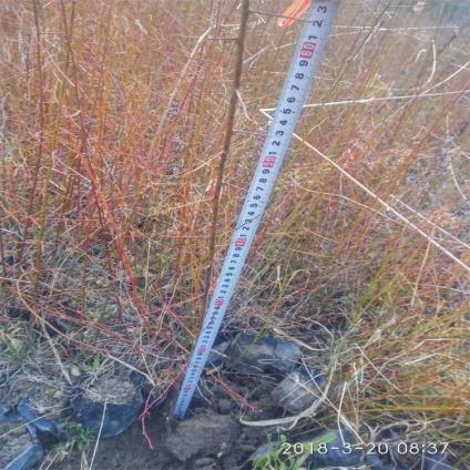 ĴɽNֲ/Ĵɽr/ Ĵɽ/Ĵɽl