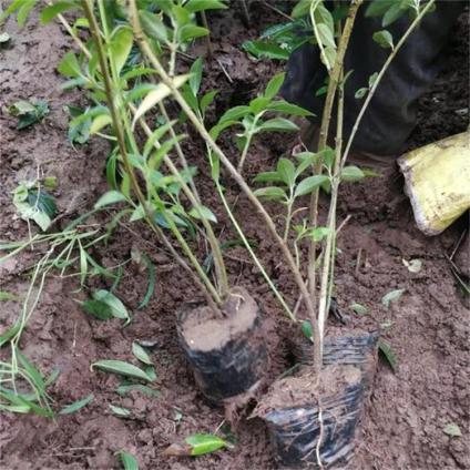 ĴBN/ ĴBNl /ĴBNr/ĴBNNֲ