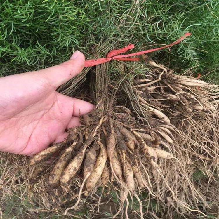 춬l TN  ȫMgָ  ծaƷ