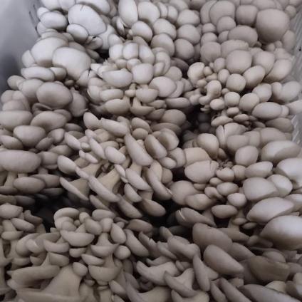 l߮aʳþ  ƽ ƷNRȫƽ