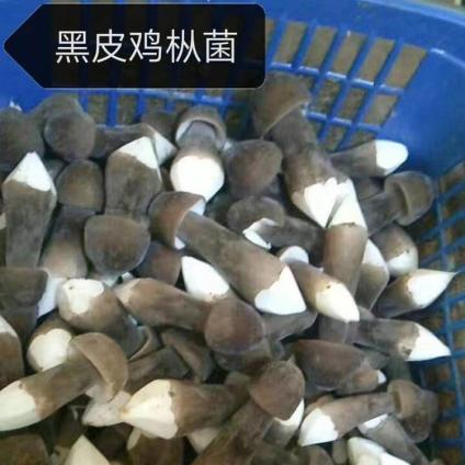 Ƥu Ұʳþ ؛ɢbخau