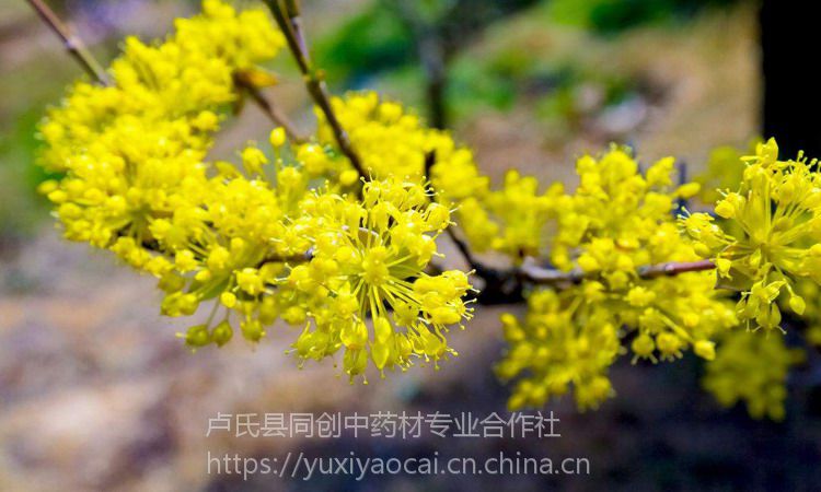 ˎ-Ƥ-ɽ-ɽr߮aNaֱN