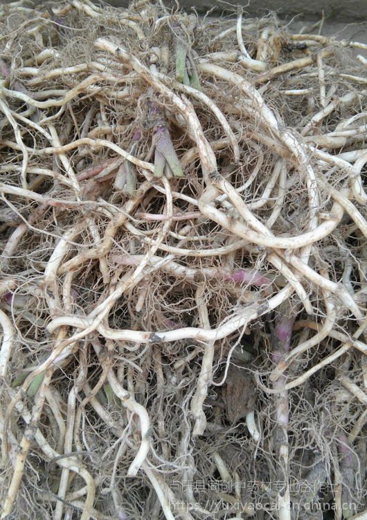 Óؚ¸ƷNNӷN20aNۃr