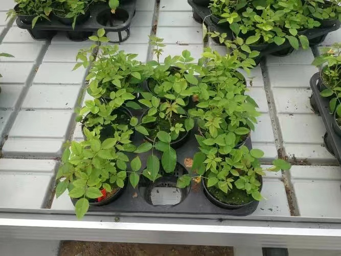 LƄ紲ˮ紲OȷԺ紲WƬaS