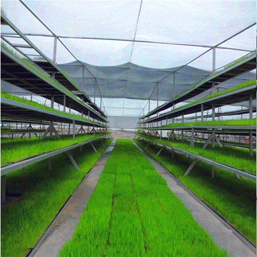 ҴOʩ߲˷NֲƄӳϫ紲ӹa