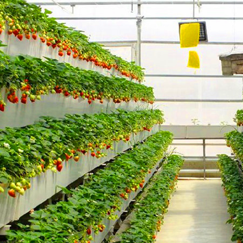 ҴB辰ʽC߲˷NֲƄ紲