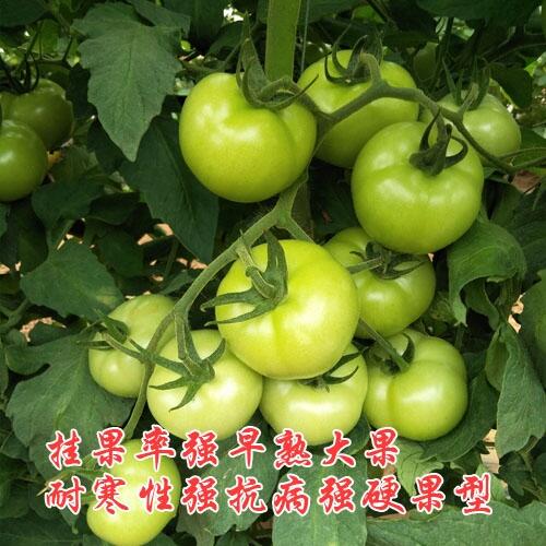 ߮atNӣ췬ѷNˮѷNƷN