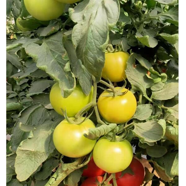 ߮aƷtNpѷN ԴԺmߙn۹