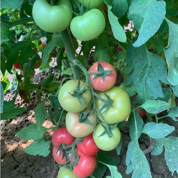 Ӳ۷ƷNMڻطѷNӃr