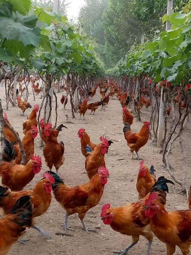 ɽul ̫ԭ_ur ͬŽSu Ju