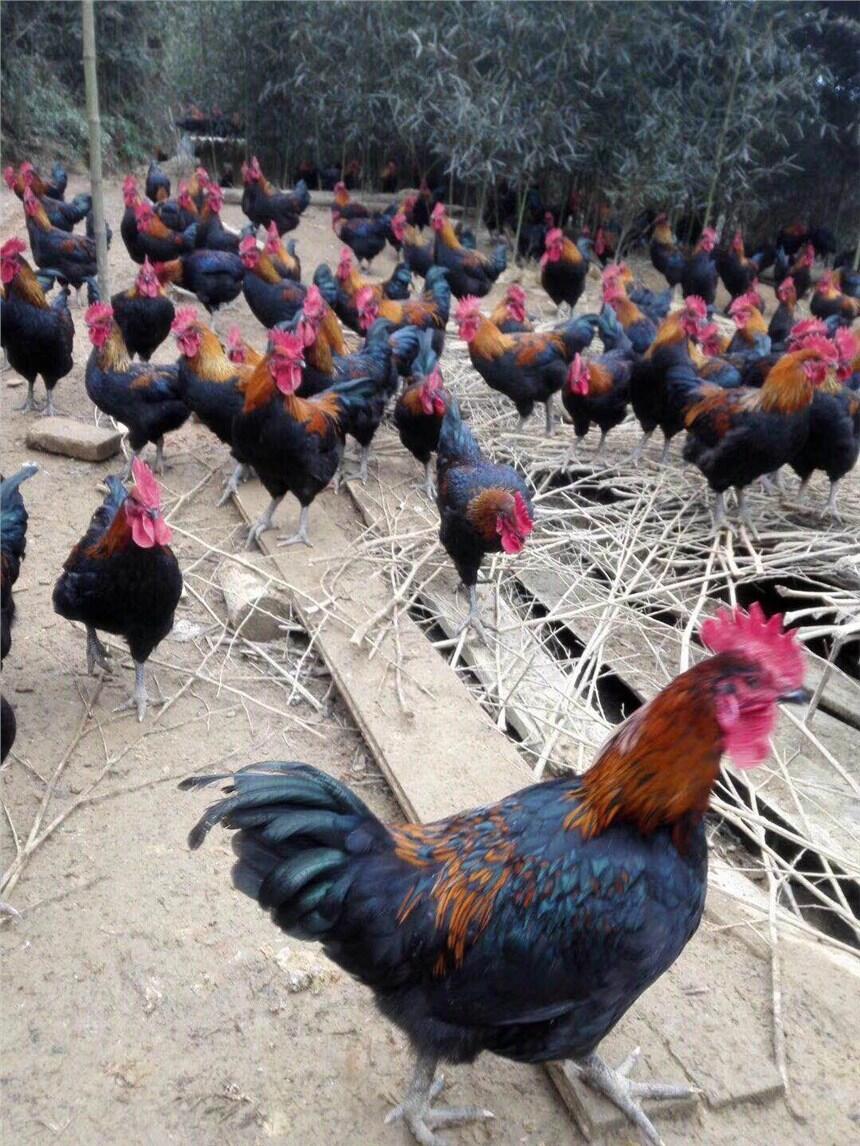 ͺul ¶u繩 ur ½ulЈ