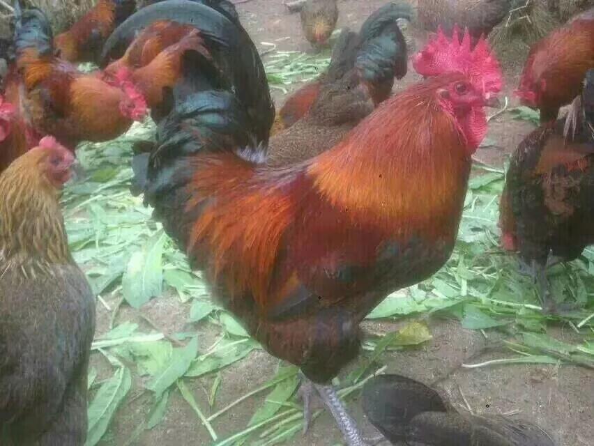 VԪulЈ ϳŽtur u繩 Vu