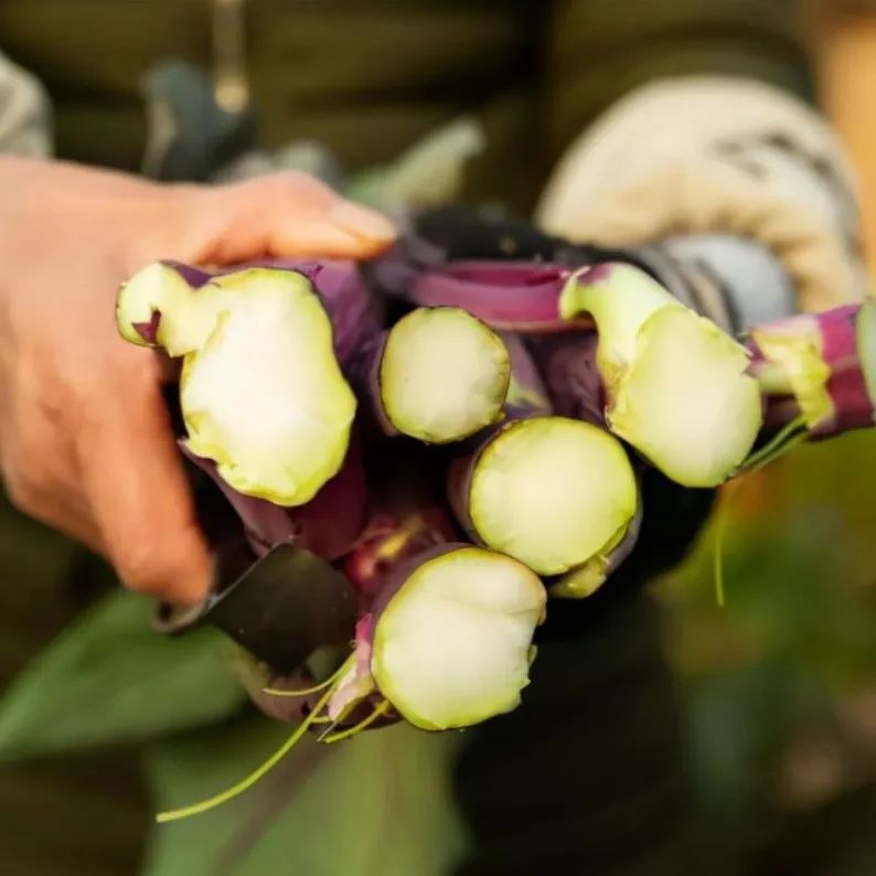 ɽ̦ؾƷNɽ̦ķNֲ