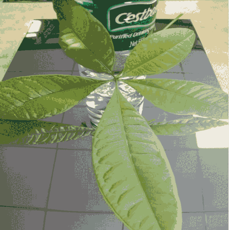  12KR治P PR R治P䓰