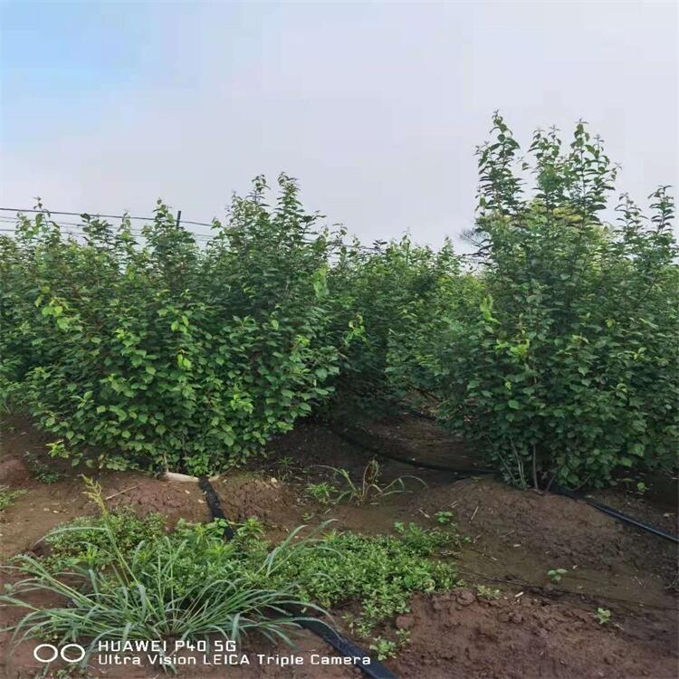 ֲذ~÷ ~÷ ~÷С G~~÷ |Nֲ