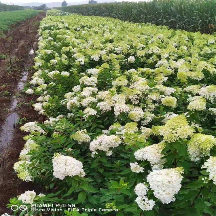 ľ ľC ľCС IBľC |ˮľ