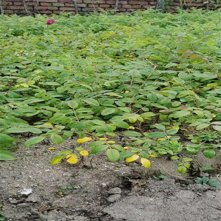  ļõС IB༾õ lN̹ľ