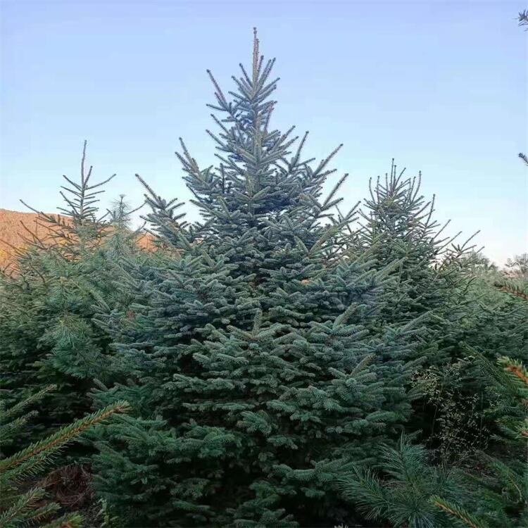 |ɼ tƤɼ  2-5Ե؛Դ ֱN