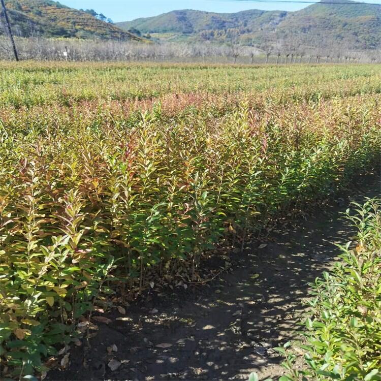 21＾l ˮϞС ˮϞ rԮaN