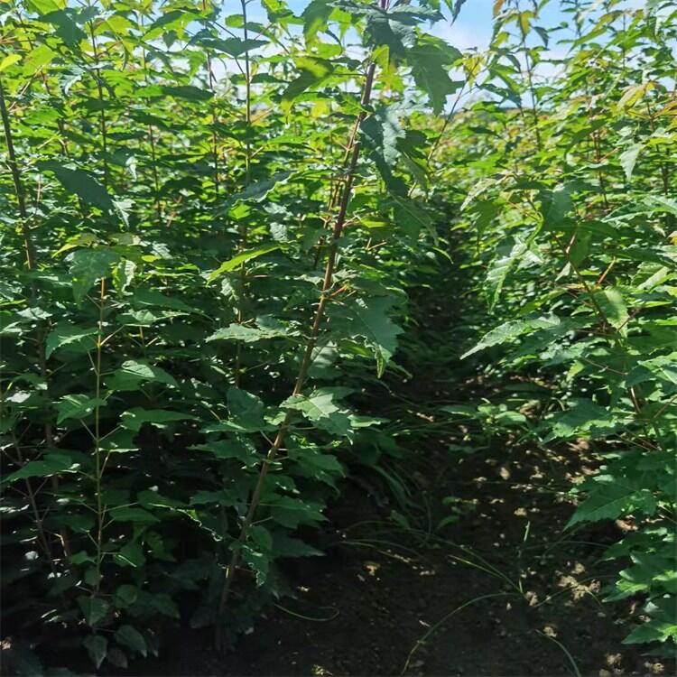 |ǗС Ǘ Ǘ Ǘ r􌣘I