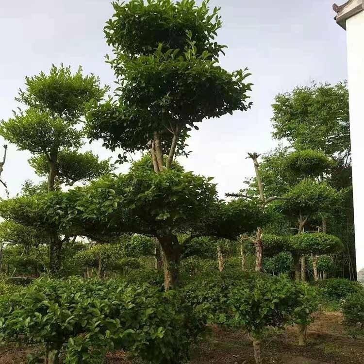 ƷС~Ůؑ͘ ͘ eGС~Ůؑ