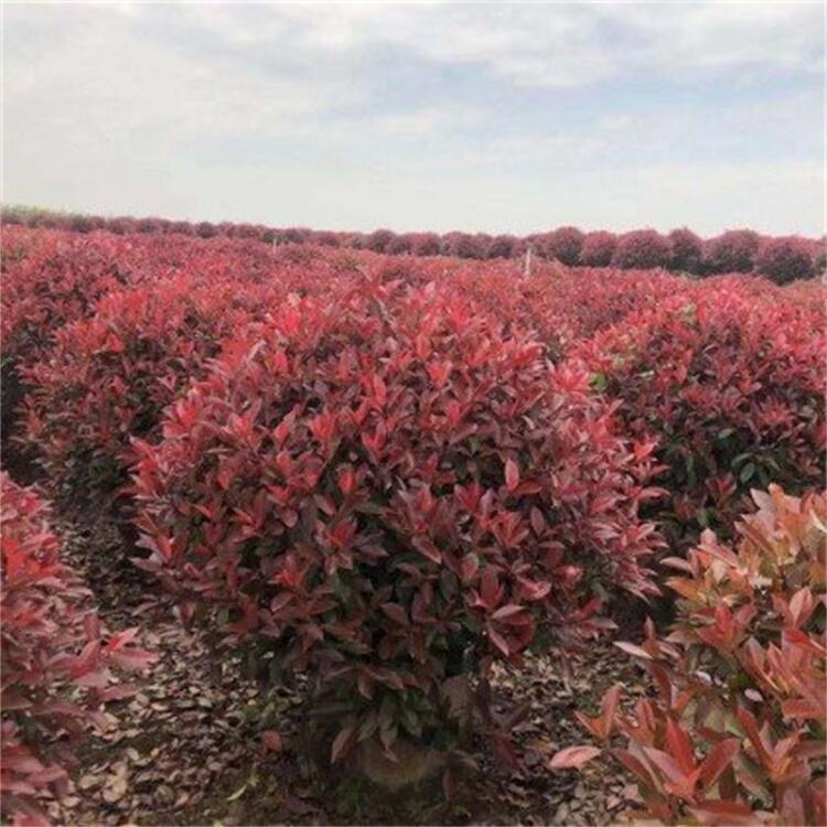 lt~ʯ |t~ʯ ͥԺG 󃞻