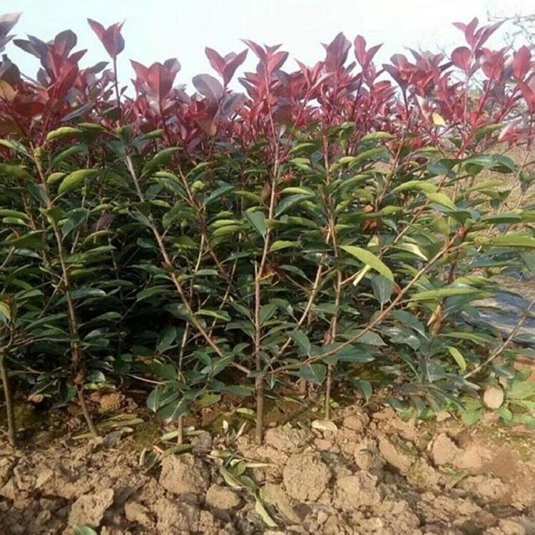 ꖶ֦t~ʯ ʯ骹lr ҎRȫ |