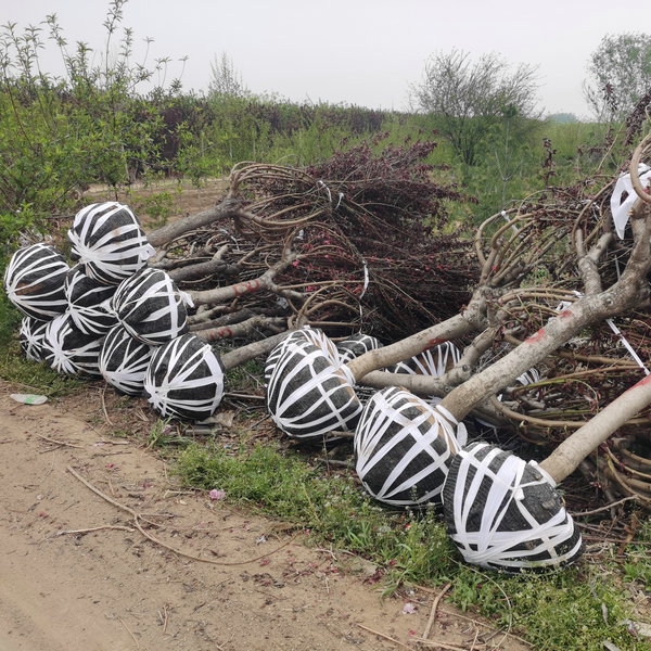 5ּt~|6ּt~|7ּt~|8ּt~