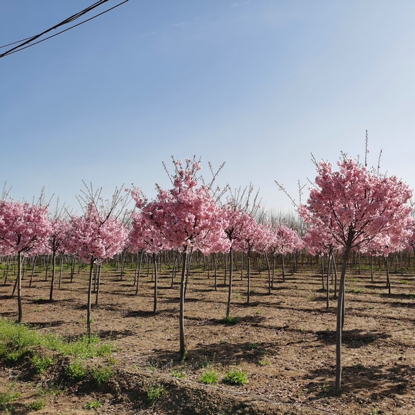 ̩4ָߗUꖹ,̩5ָߗUꖹ,̩6ָߗUꖹ