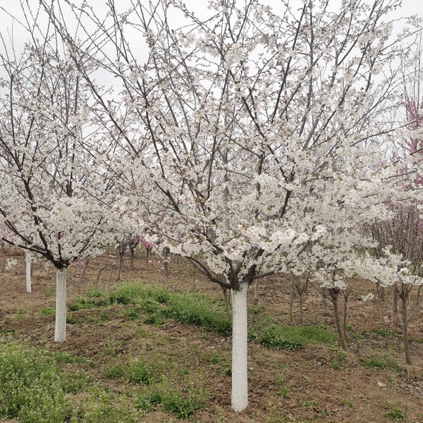 ̩10ȾҰ̩12ȾҰ̩15ȾҰ