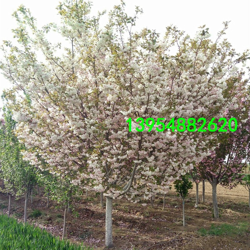 ̩ȾҰ|̩ꖹ|̩t|̩tȾҰ|̩Pɽ