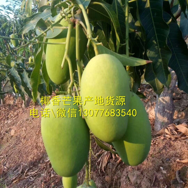 lҬâˮaֱl8]YлҬâlr