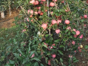 ɽ|O׹/ï܊ľsell/Or