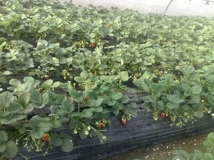 ɽ|ݮ/ï܊ľsell/tݮ