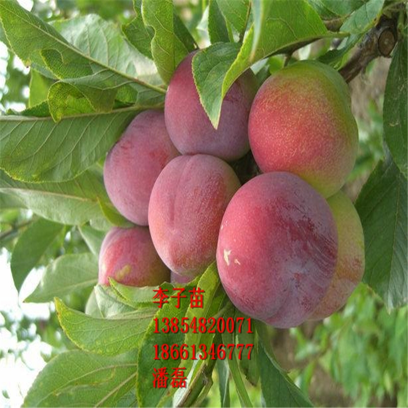 ̩ӘƷN̩ӘƷN̩Әr