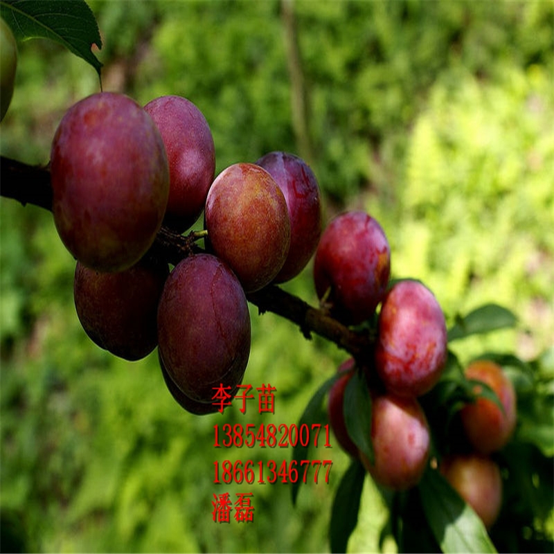 2020ӘʲôƷN7̖ӘƷN7̖Әr