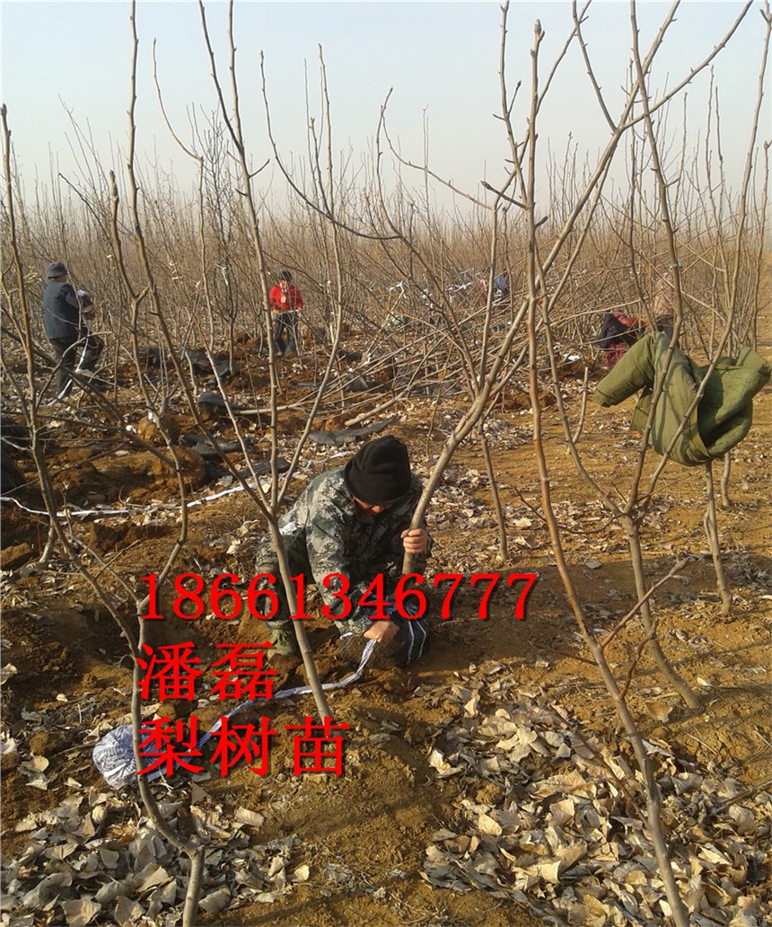 33ּt3ּtƷNr