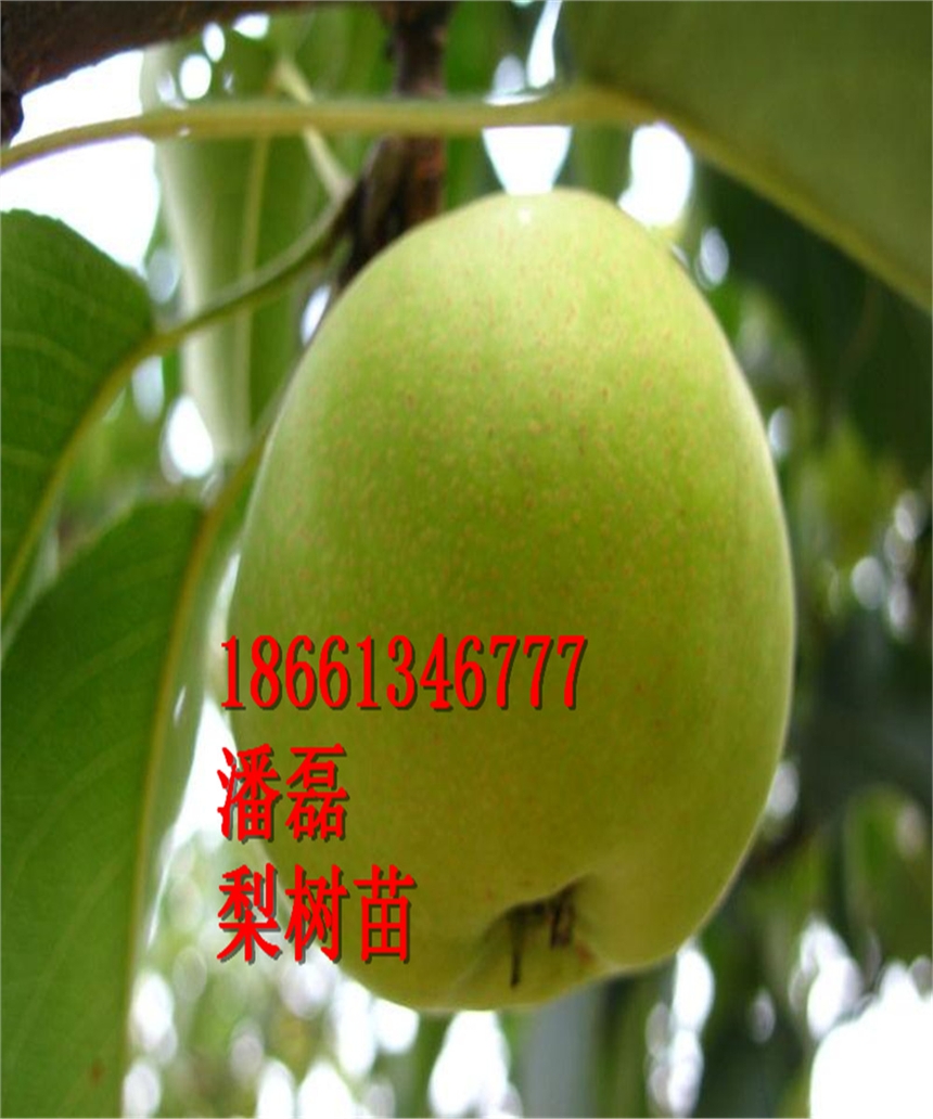 Kһ̖Kһ̖ƷNKһ̖r