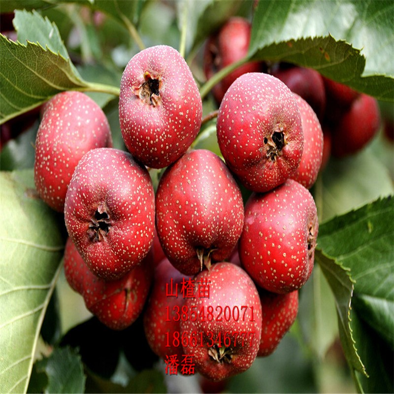 3ɽ高3ɽ高ƷN3ɽ高r