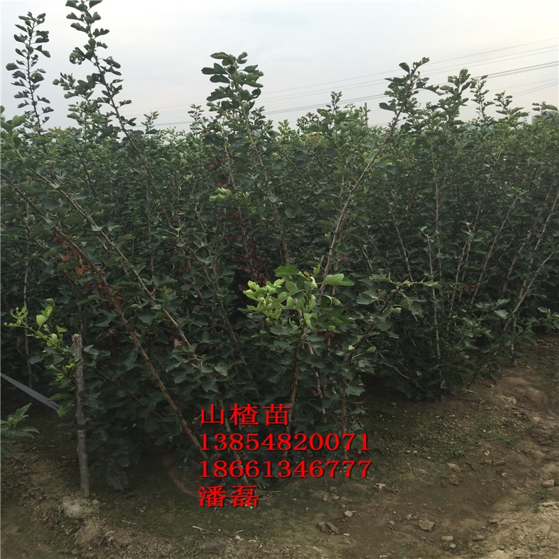 tɽ高ɽ|tɽ高ƷNɽ|tɽ高r