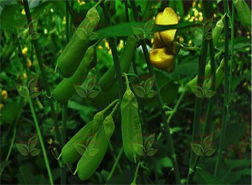 ꖵVɽiʺmʲôr򲥷N