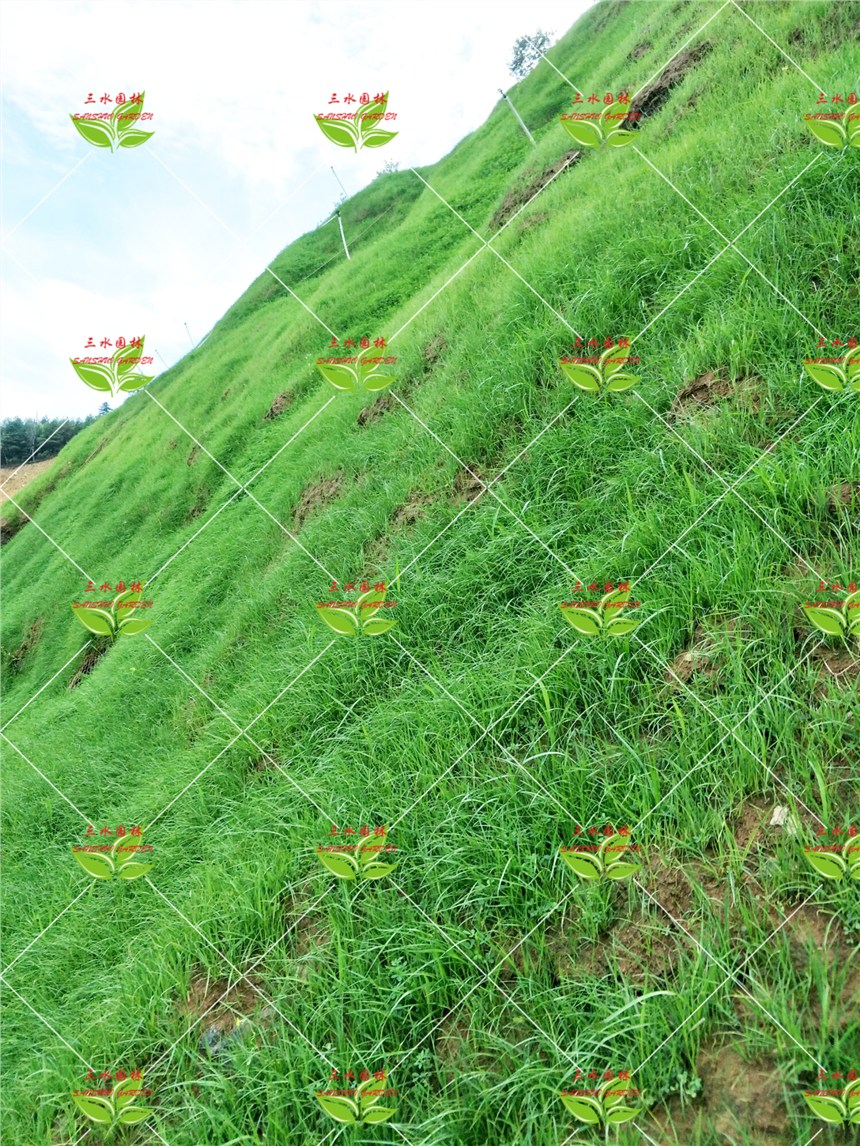 Vɽ;GЧmϷNֲʲôֲ