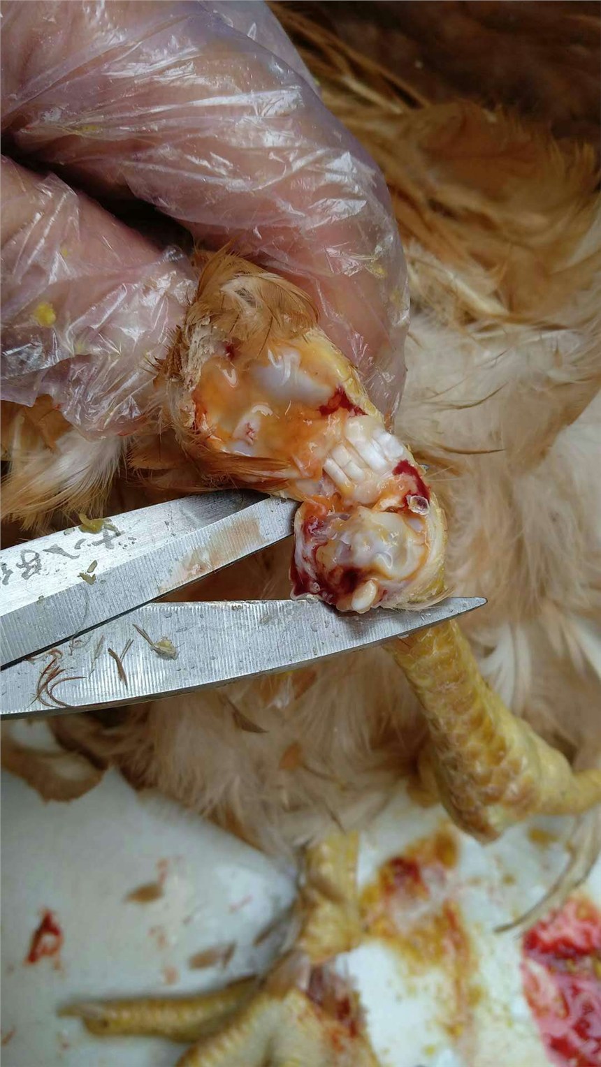 u˻Һ֧ԭwҪꖹ⡰Чˎ֧҃QuĤ֧ԭw_