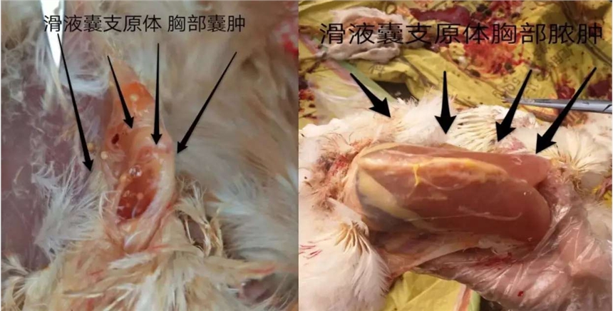 uҺ֧ԭwxίЧˎЧίuĤ